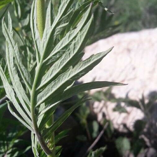 Descurainia tanacetifolia Leaf