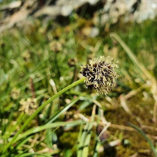 Carex foetida Cvet