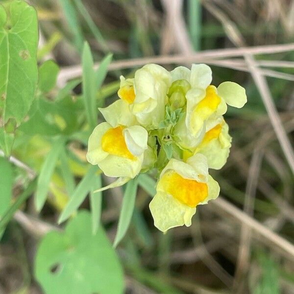 Linaria vulgaris പുഷ്പം