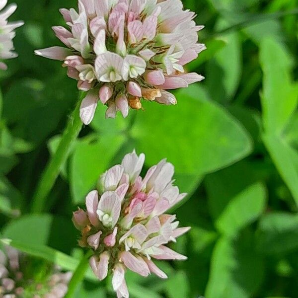 Trifolium fragiferum പുഷ്പം