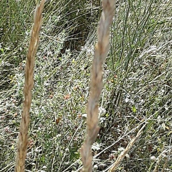 Ammophila arenaria Bloem
