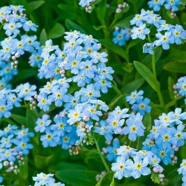 Myosotis scorpioides 花