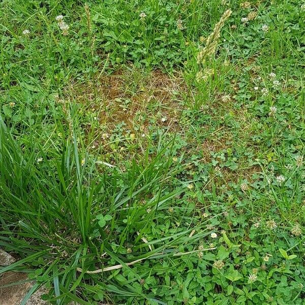 Lolium arundinaceum Habit