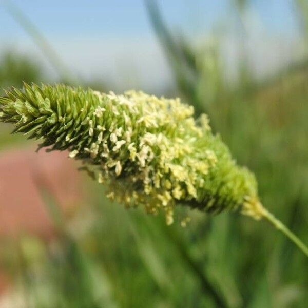 Phalaris minor Blüte