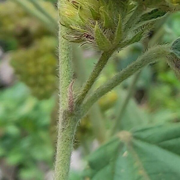 Waltheria indica बार्क (छाल)