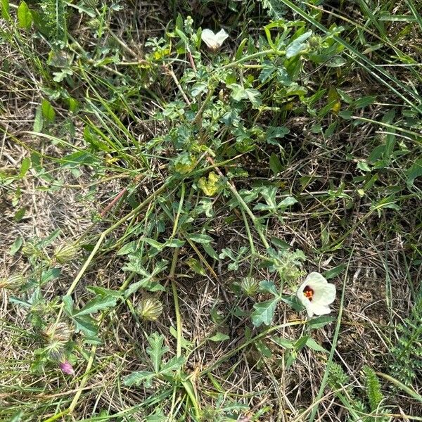 Hibiscus trionum Облик