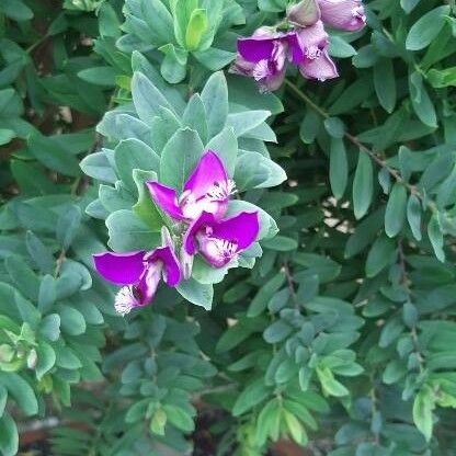 Polygala myrtifolia Fleur