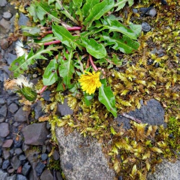 Taraxacum palustre Цвят