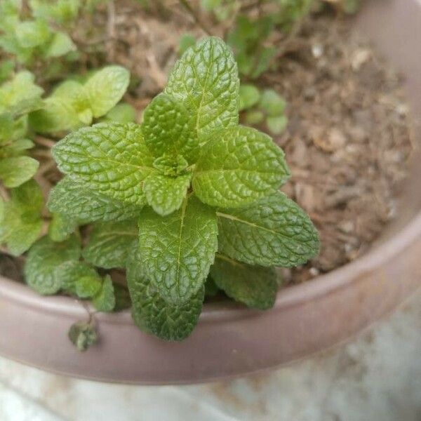 Mentha spicata पत्ता