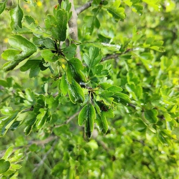 Crataegus × sinaica برگ