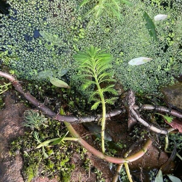 Myriophyllum aquaticum Ліст