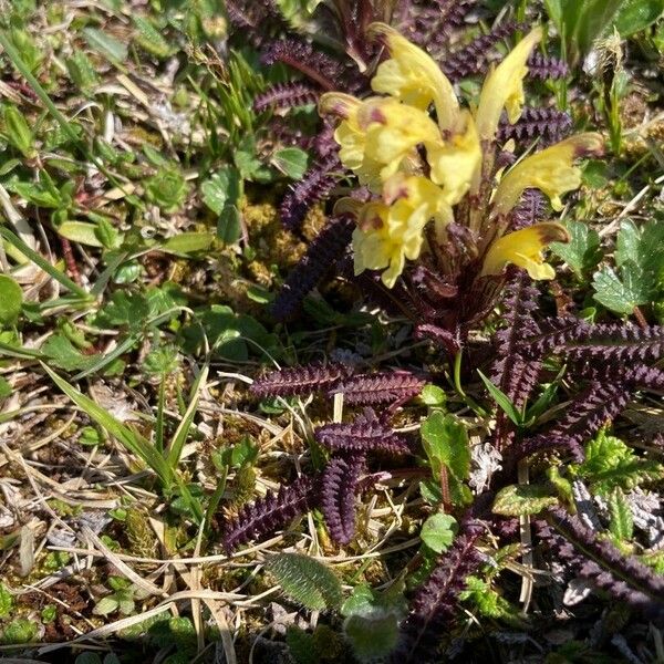 Pedicularis oederi Flower