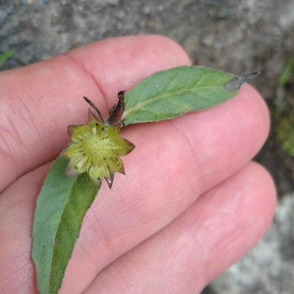 Eclipta prostrata Blüte