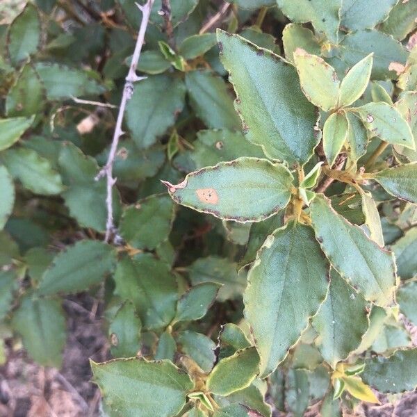 Cistus laurifolius Lapas