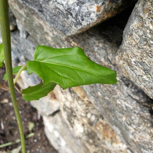 Pseudogynoxys chenopodioides Yaprak