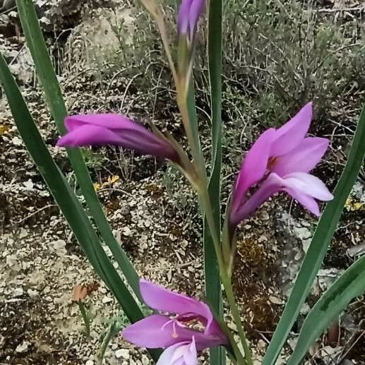 Gladiolus italicus പുഷ്പം