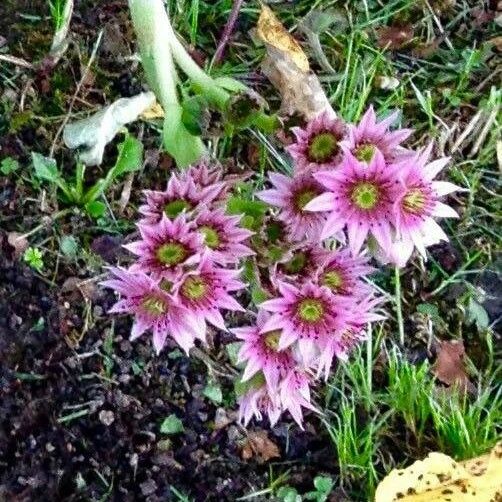 Sempervivum arachnoideum ফুল