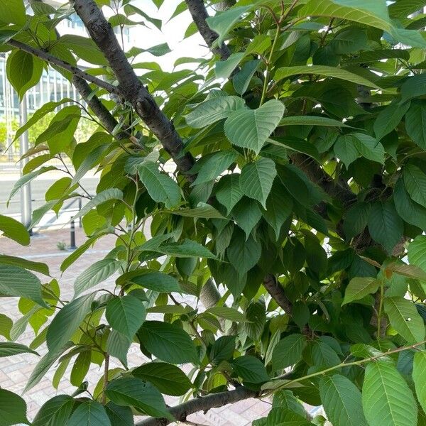 Prunus × yedoensis ഇല