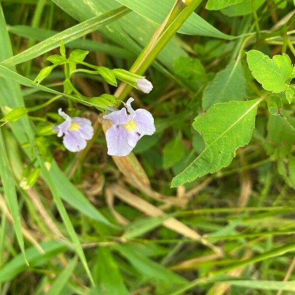 Mimulus ringens 花