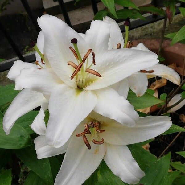 Lilium candidum फूल