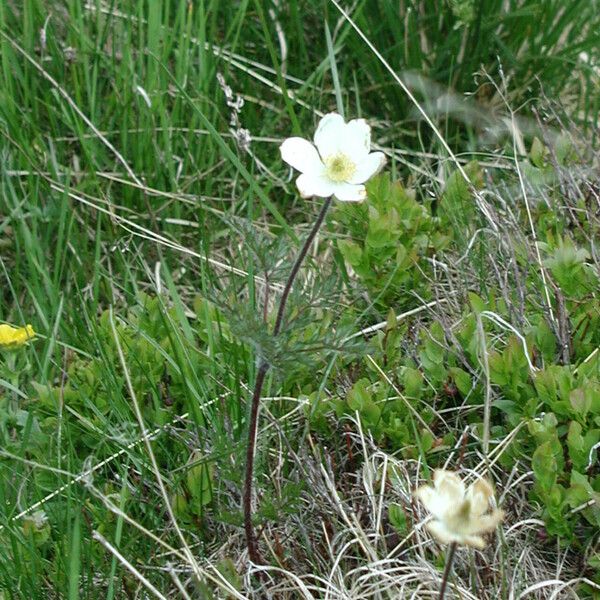 Pulsatilla alpina Habit