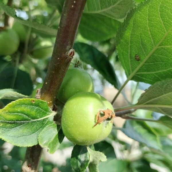 Malus pumila Fruit