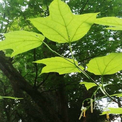 Alangium platanifolium Leaf