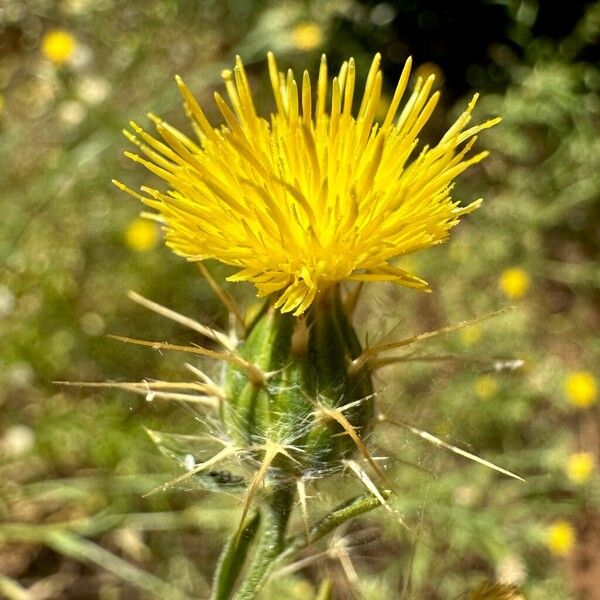 Centaurea solstitialis Цвят