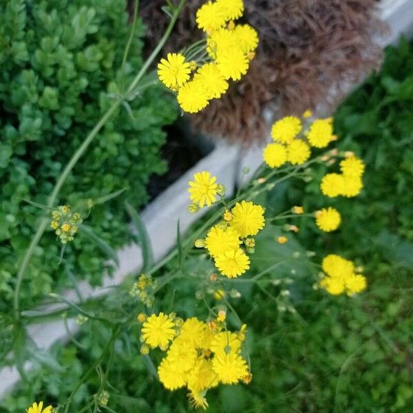 Crepis capillaris Kukka