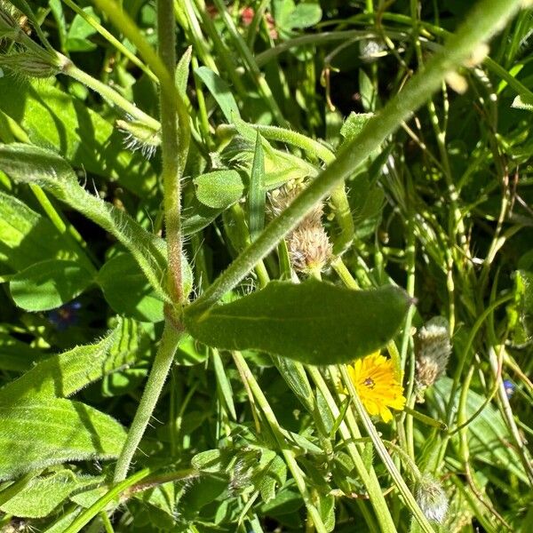 Silene gallica Leaf