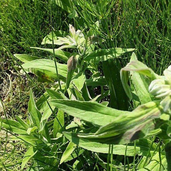 Epilobium parviflorum Leaf