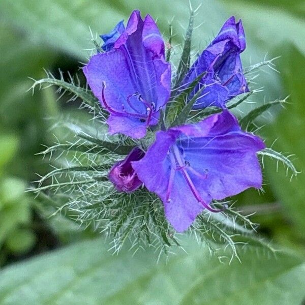 Echium plantagineum Blüte