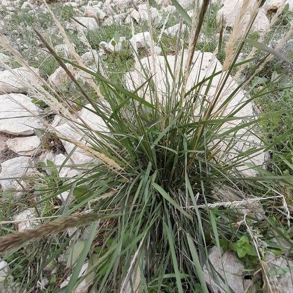 Calamagrostis pseudophragmites عادت داشتن