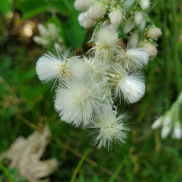 Antennaria neglecta Kukka