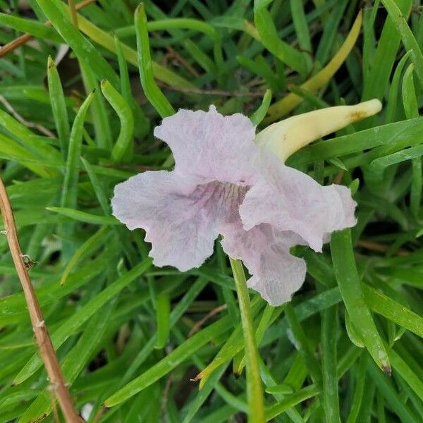 Tabebuia heterophylla Blüte