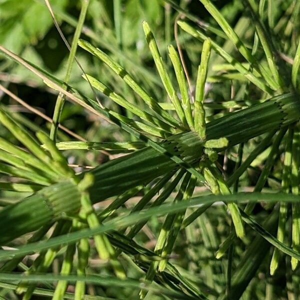 Equisetum fluviatile Blad