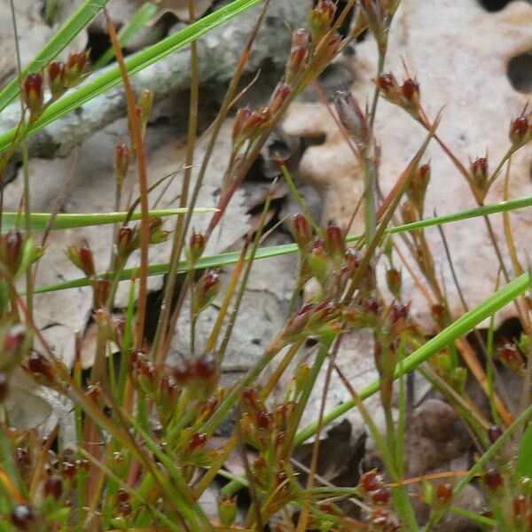 Juncus bufonius Хабит