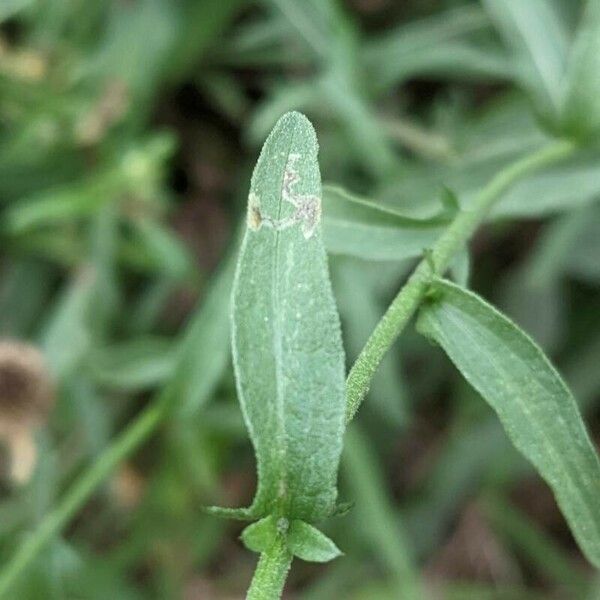 Centaurea nigra Folla