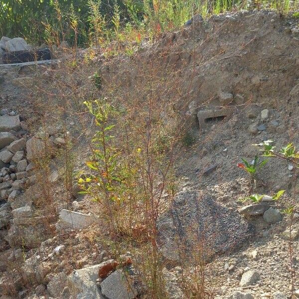 Epilobium brachycarpum Vivejo