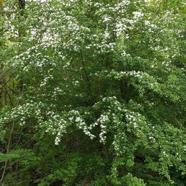 Crataegus monogyna Habit