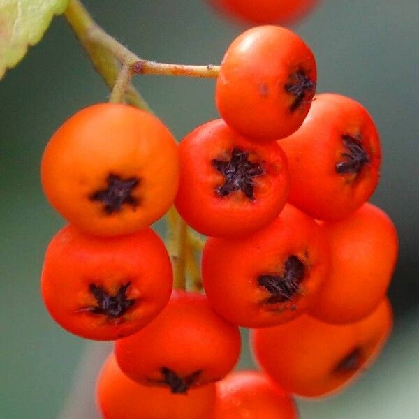 Pyracantha coccinea Fruto