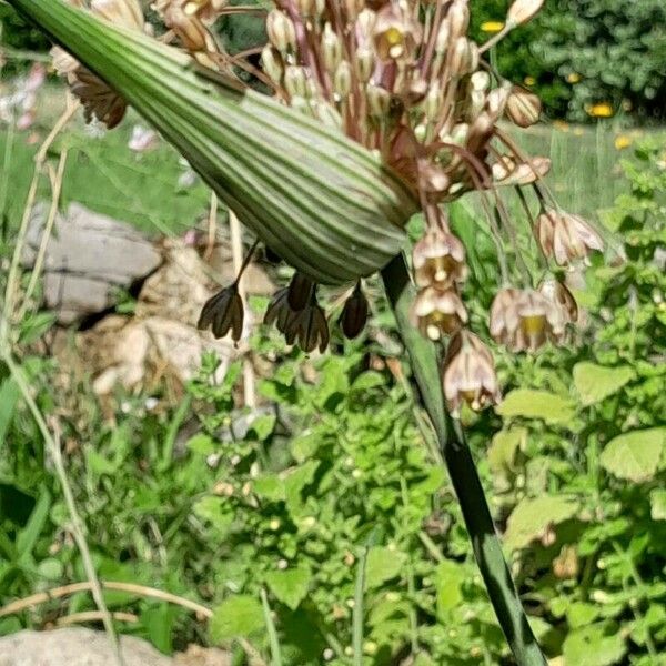 Allium paniculatum Flower
