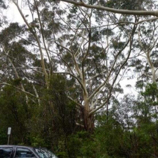 Eucalyptus oreades (Blue mountains-ash)