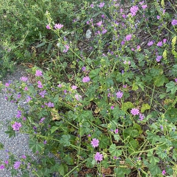 Malva sylvestris Pokrój