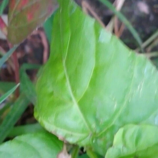 Cissus verticillata Leaf