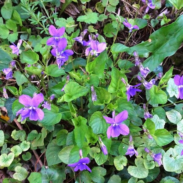 Viola riviniana Habitus