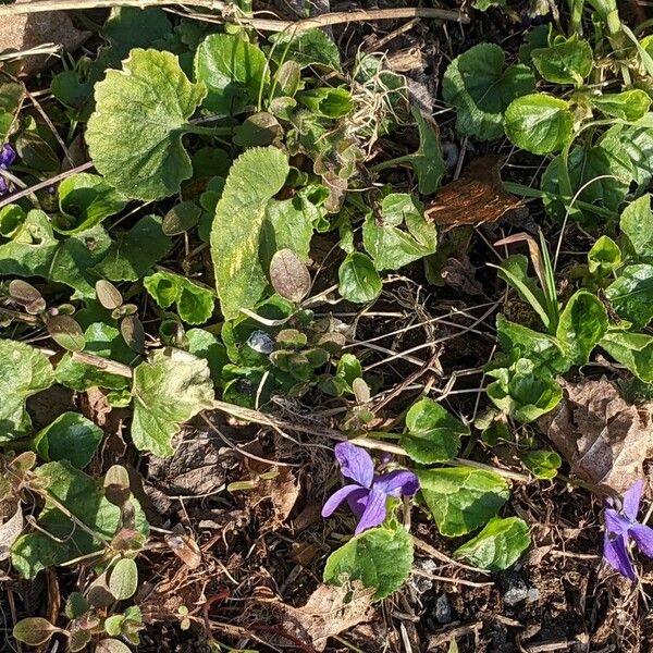 Viola odorata Plante entière
