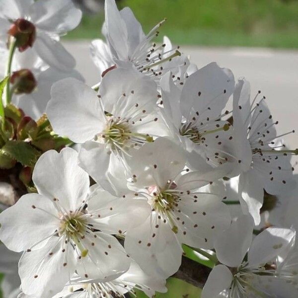 Prunus cerasus Flower