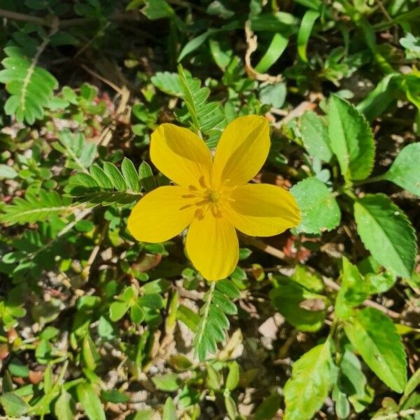 Tribulus cistoides Květ