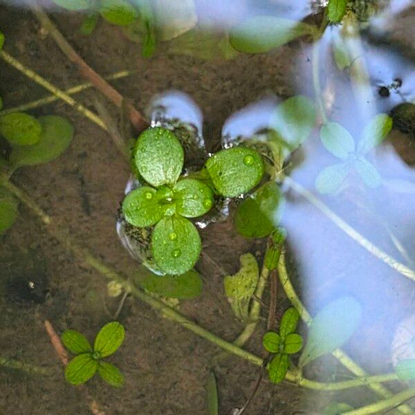 Callitriche stagnalis Leaf